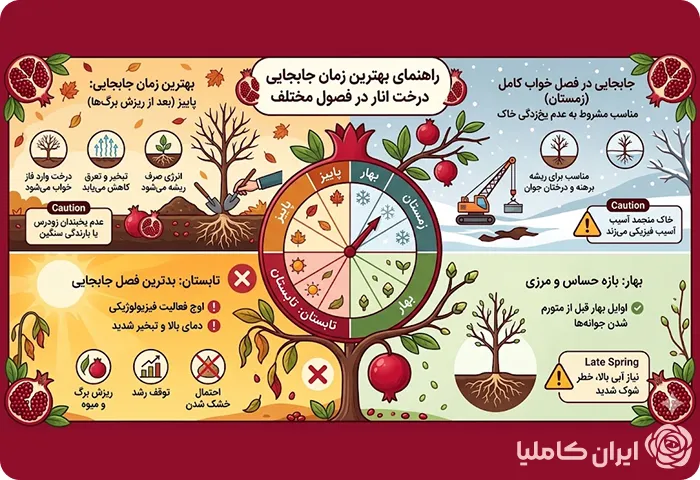بهترین زمان جابجایی درخت انار